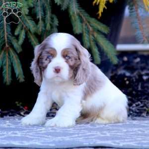 Greenfield puppies 2024 cocker spaniel