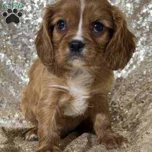 Teddy, Cavalier King Charles Spaniel Puppy