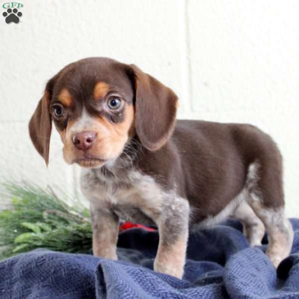 Tessa, Beagle Puppy