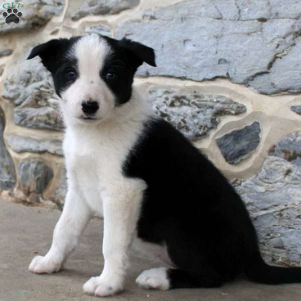 Tessa, Border Collie Puppy