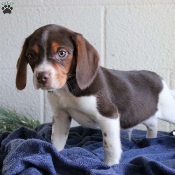 Texas, Beagle Puppy