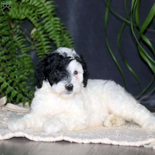 Thea, Portuguese Water Dog Puppy