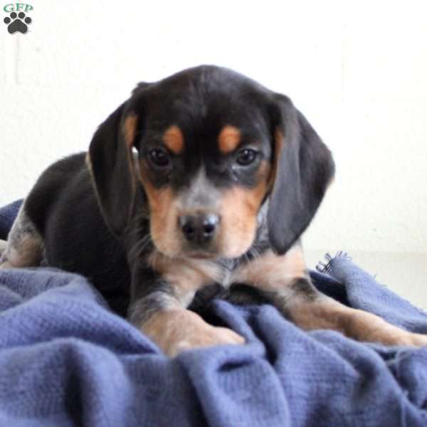 Tilly, Beagle Puppy