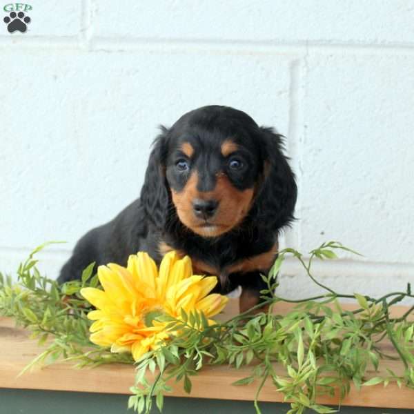 Tilly-Mini Longhaired, Dachshund Puppy