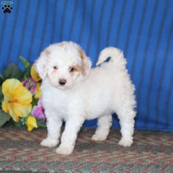 Timmy, Miniature Poodle Puppy