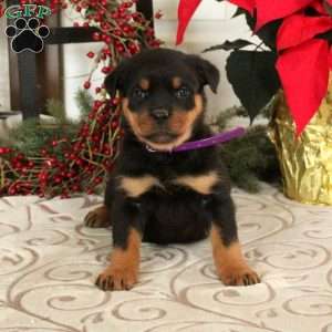 Rottweiler Puppies For Sale - Greenfield Puppies