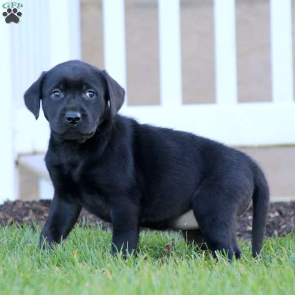 Tina, Black Labrador Retriever Puppy