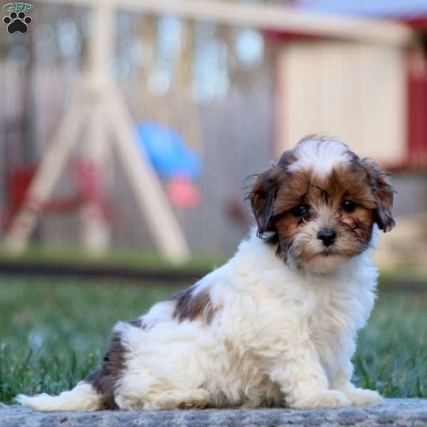 Tina, Shih-Poo Puppy