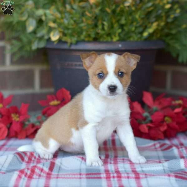 Tinsel, Jack Russell Mix Puppy
