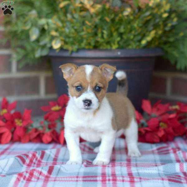 Toby, Jack Russell Mix Puppy