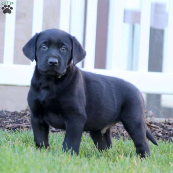 Toby, Black Labrador Retriever Puppy
