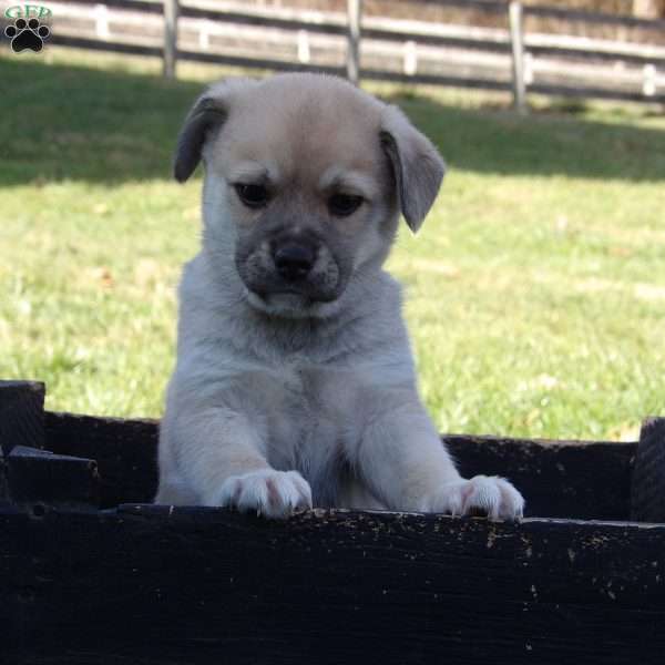 Toby, Puggle Puppy