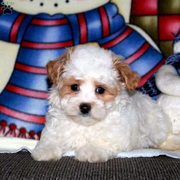 Tommy, Maltipoo Puppy
