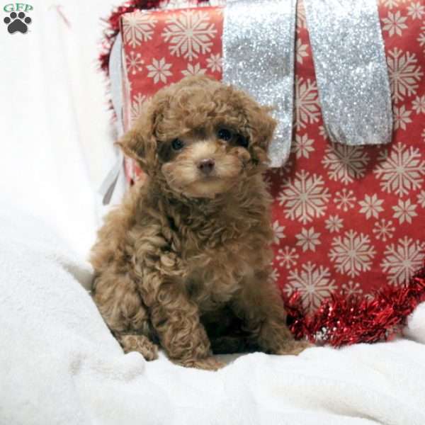 Tracy, Toy Poodle Puppy
