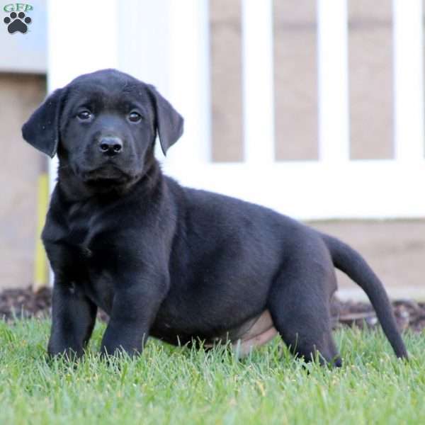 Travis, Black Labrador Retriever Puppy