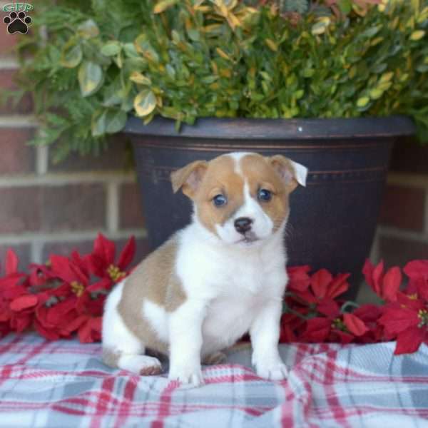 Treasure, Jack Russell Mix Puppy