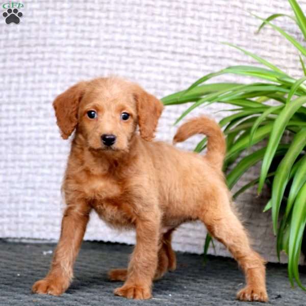 Trevor-F1B, Mini Labradoodle Puppy