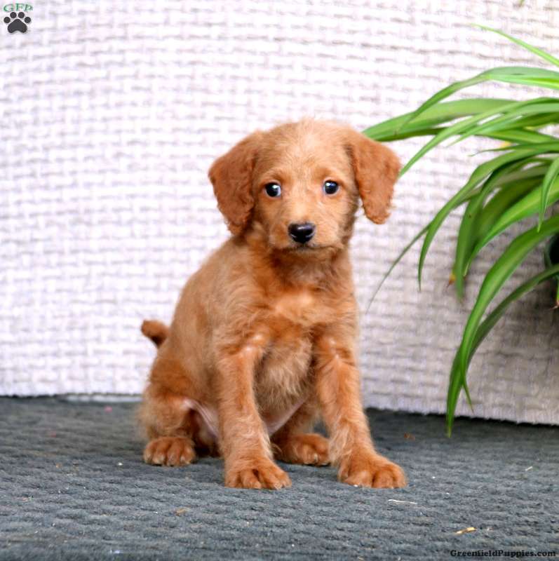 Trevor-F1B - Mini Labradoodle Puppy For Sale in Pennsylvania