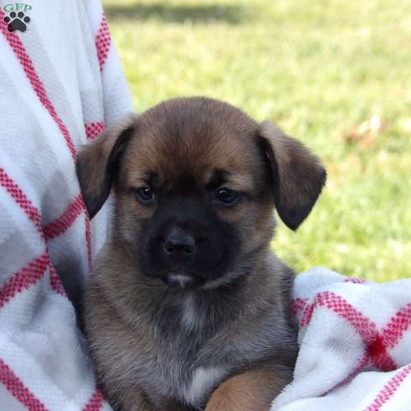Trixie, Puggle Puppy