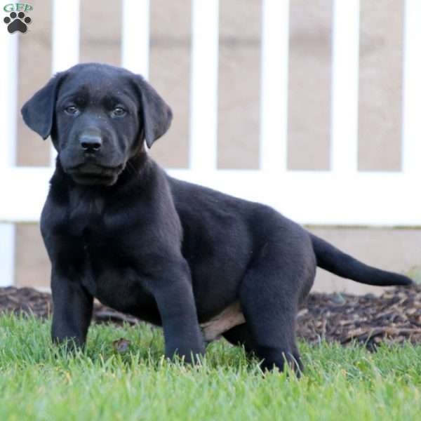 Trooper, Black Labrador Retriever Puppy