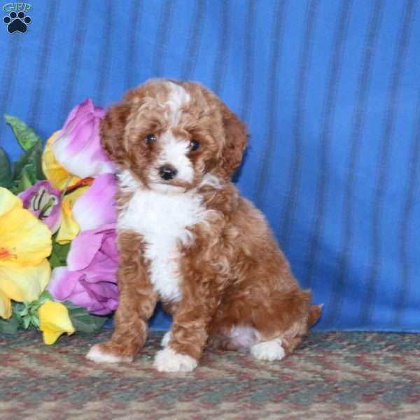 Truly, Miniature Poodle Puppy
