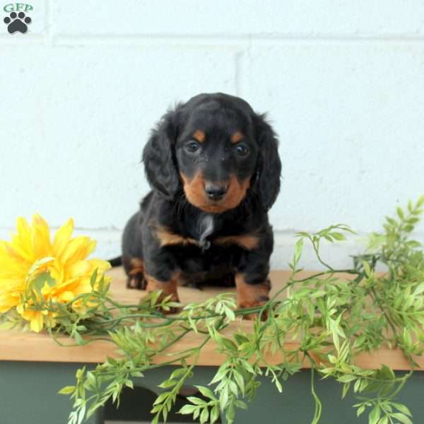 Tucker-Mini Longhaired, Dachshund Puppy