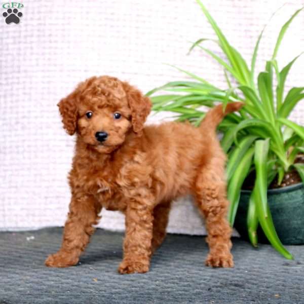 Tucker-F1B, Mini Labradoodle Puppy