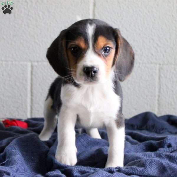 Turbo, Beagle Puppy