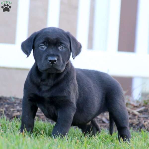 Turbo, Black Labrador Retriever Puppy