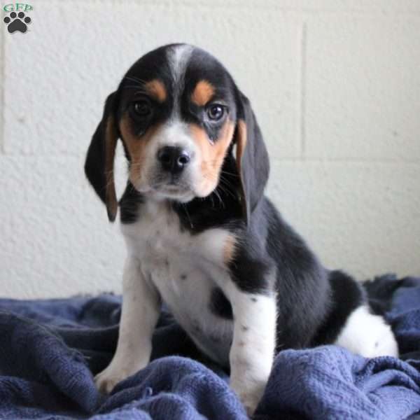 Turner, Beagle Puppy