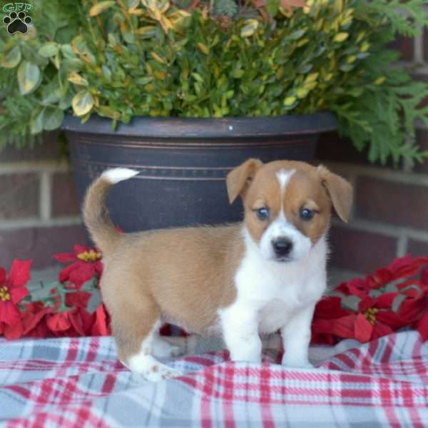 Twinkle, Jack Russell Mix Puppy