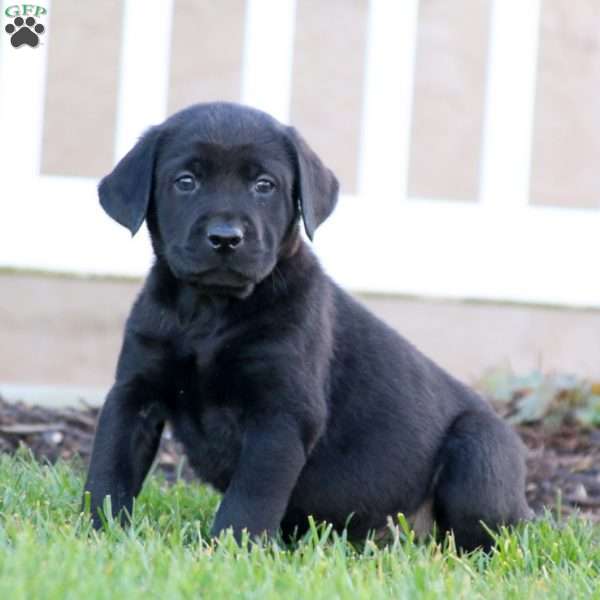Tyler, Black Labrador Retriever Puppy