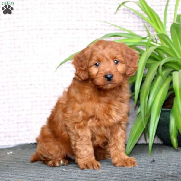 Tyson-F1B, Mini Labradoodle Puppy