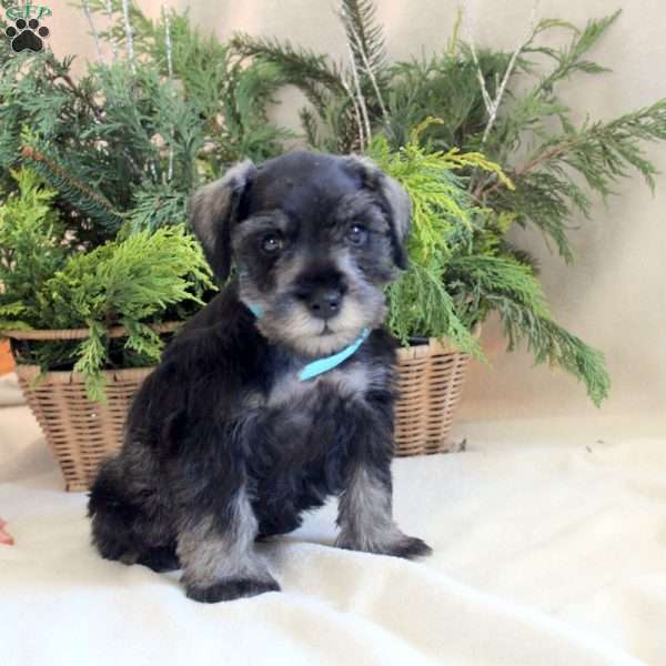 Victor, Miniature Schnauzer Puppy