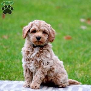 Miniature Poodle Mix Puppies For Sale | Greenfield Puppies