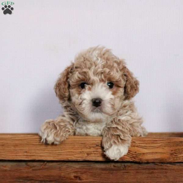 Vincent, Bich-Poo Puppy