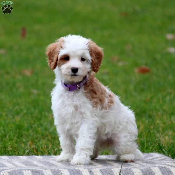 Violet, Miniature Poodle Mix Puppy