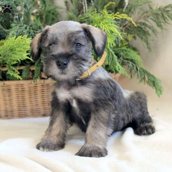 Vito, Miniature Schnauzer Puppy