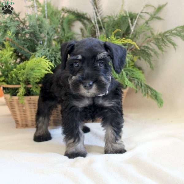 Viv, Miniature Schnauzer Puppy
