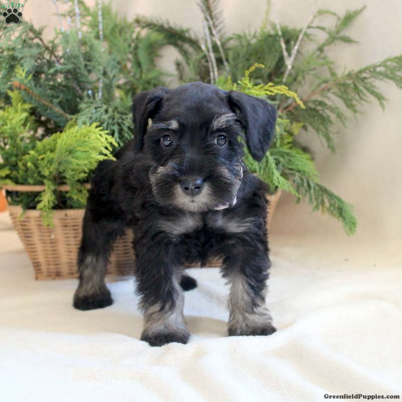 Viv - Miniature Schnauzer Puppy For Sale in Pennsylvania