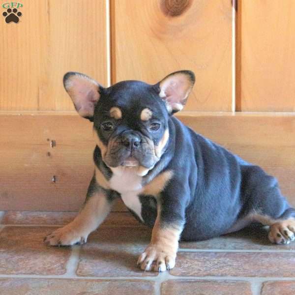 Vixon, French Bulldog Puppy