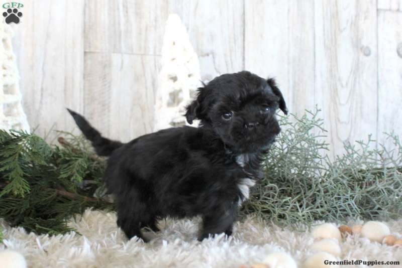 Wade Havapoo Puppy For Sale in Pennsylvania