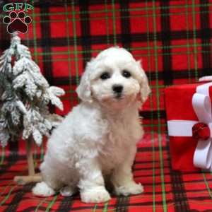 Bichon dogs store for sale