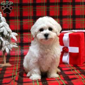 Papimo puppies best sale for sale