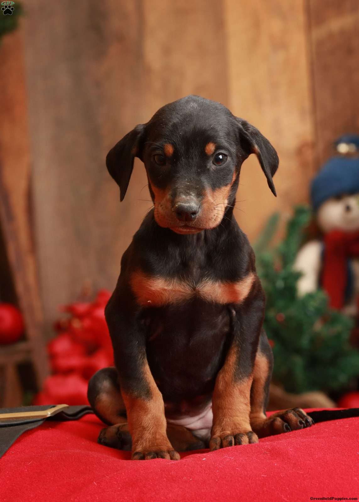 Martha - Doberman Mix Puppy For Sale in Pennsylvania