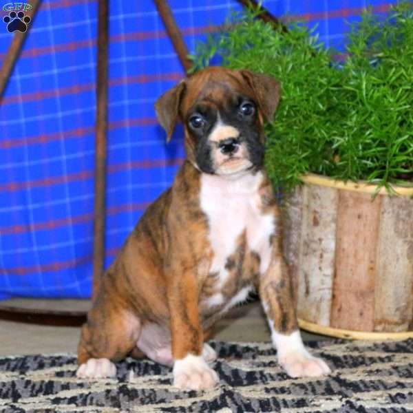 Will, Boxer Puppy