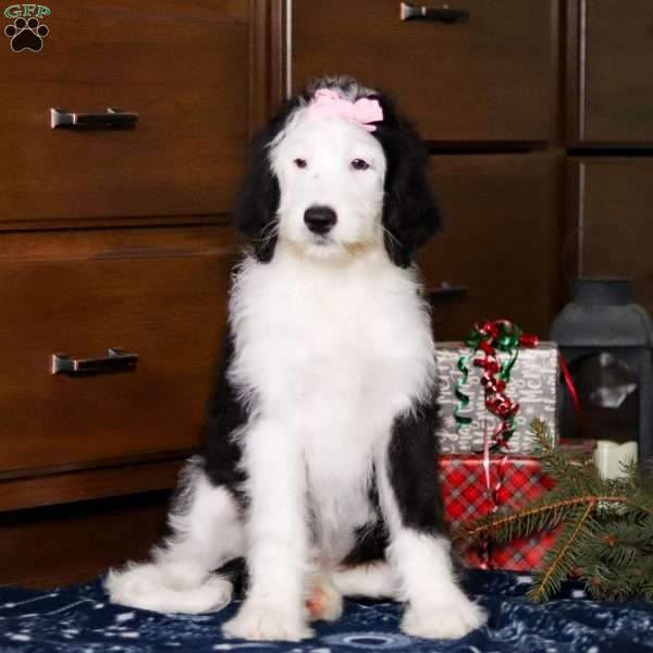 Willow, Sheepadoodle Puppy