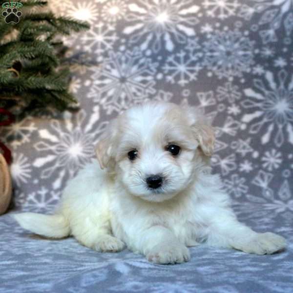 Willow, Maltipoo Puppy