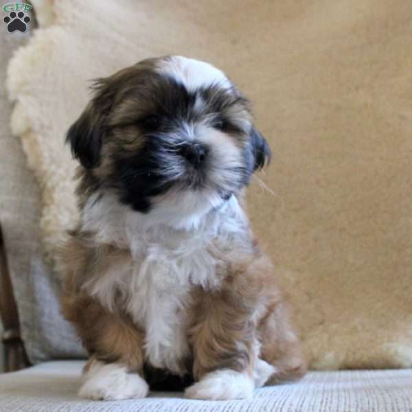 Winslow, Shih Tzu Puppy