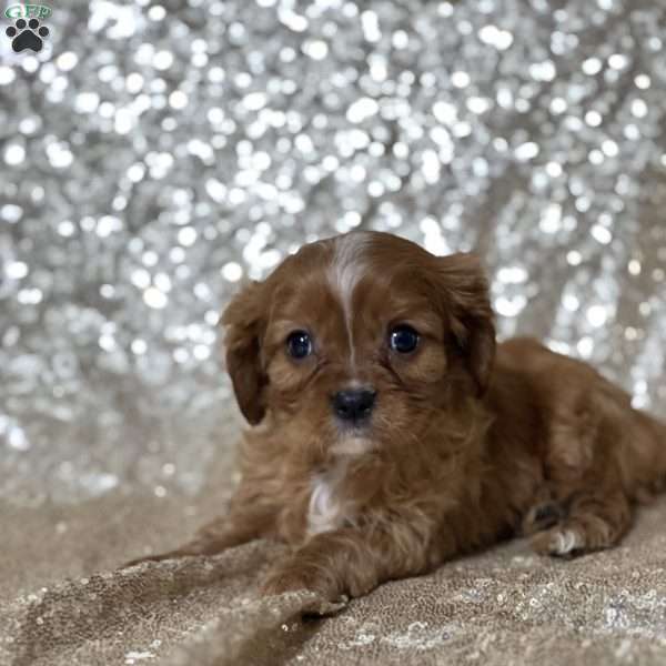 Winston, Cavalier King Charles Spaniel Puppy